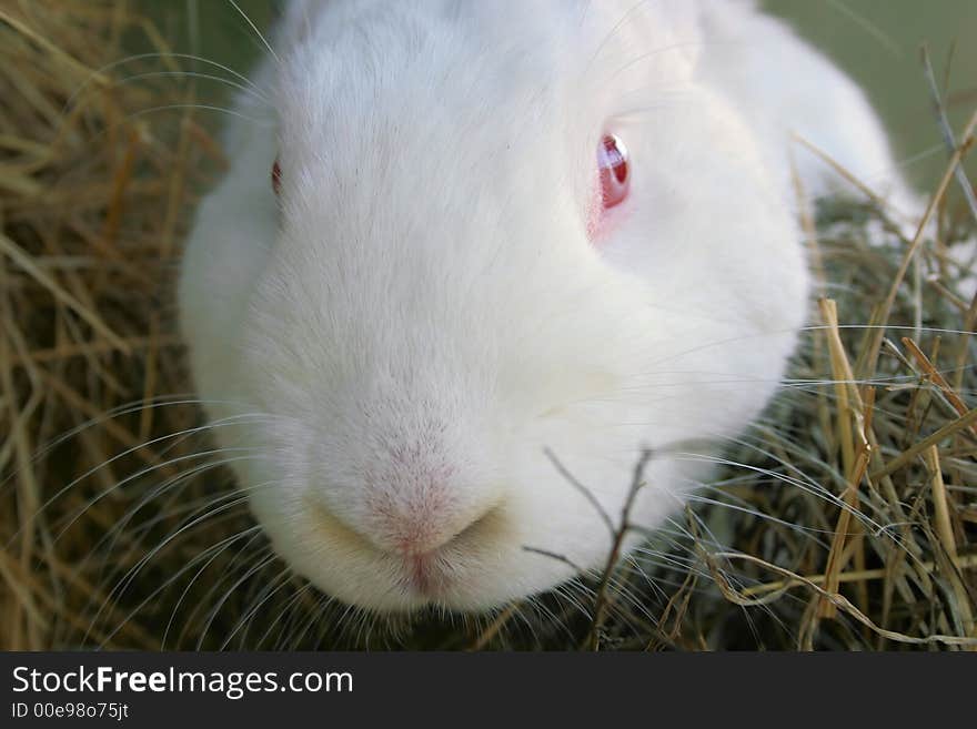 Pure white rabbit with pink eyes. Pure white rabbit with pink eyes