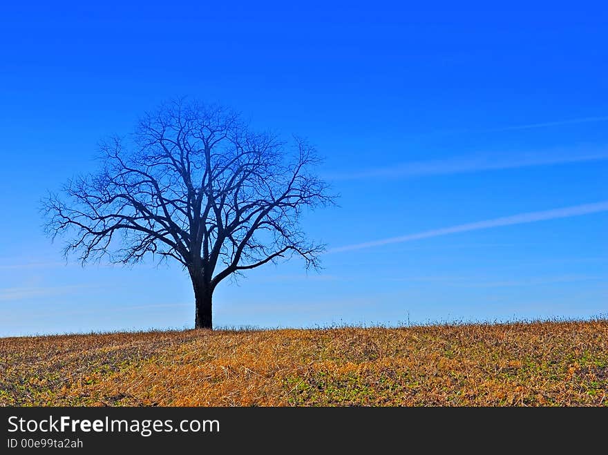 A tre and the farm field