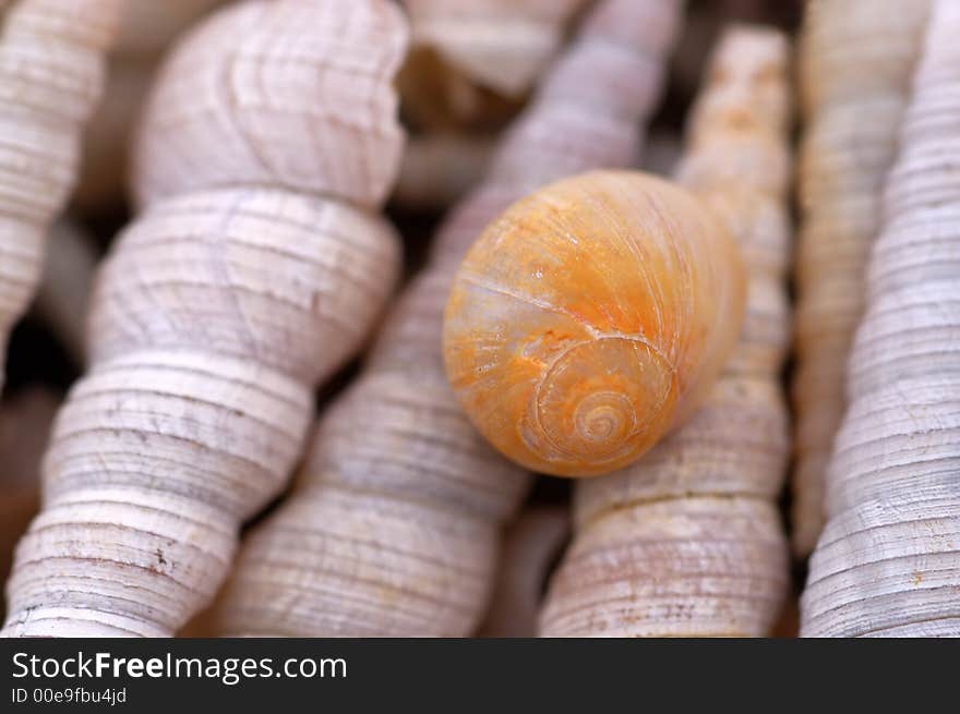 Detail of different snail on the beach. Detail of different snail on the beach