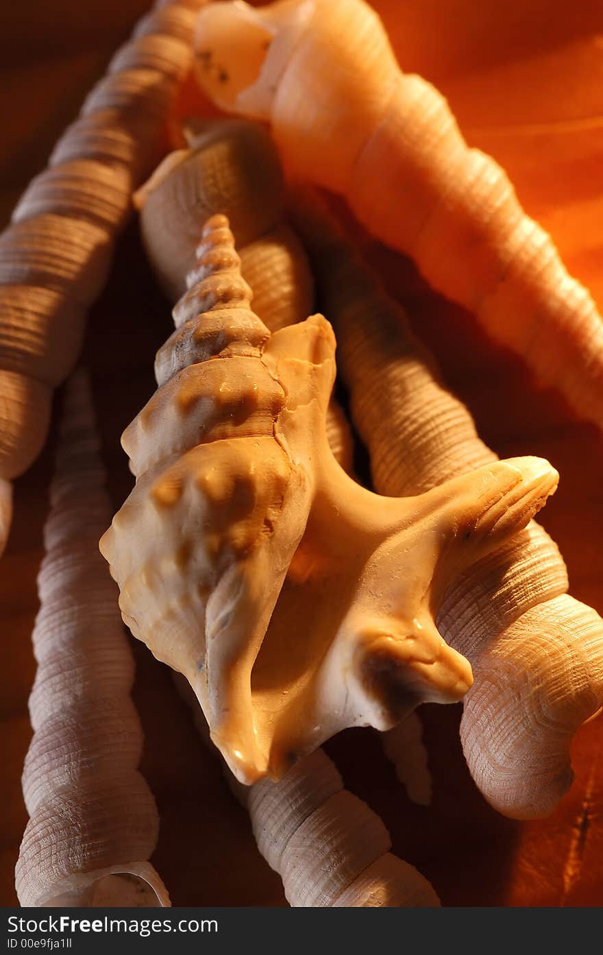 Shell and snail on the beach