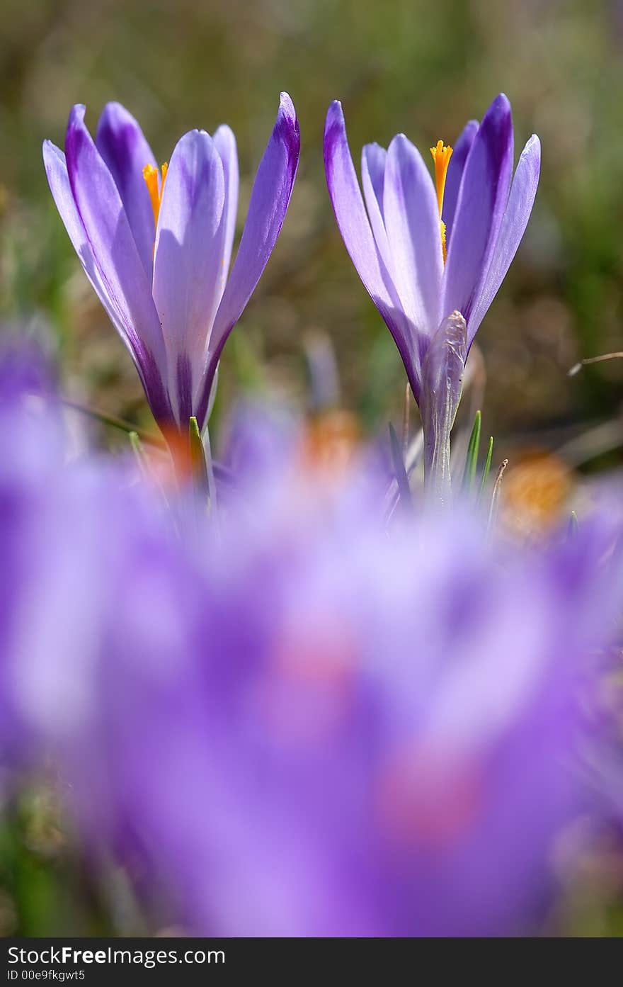 Crocus flowers shallow depth of field