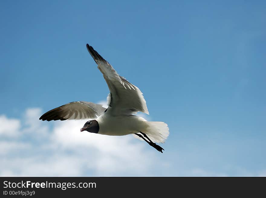 Seagull flying solo in the blue sky