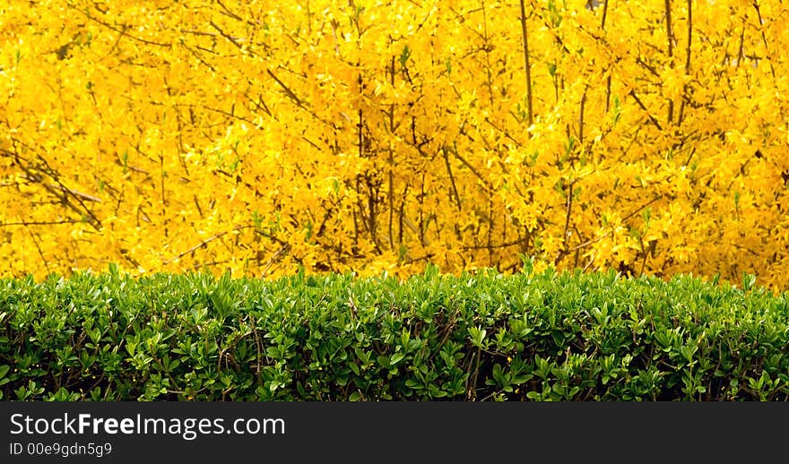 Bright green bushes on yellow natural background. Bright green bushes on yellow natural background