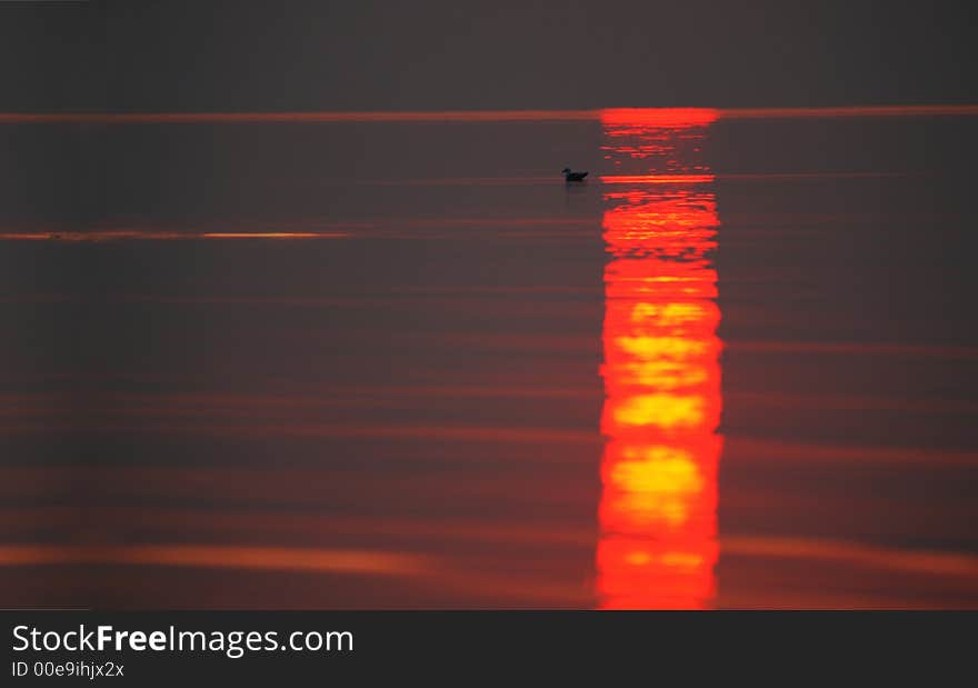The sun reflection on the sea water and a seagull