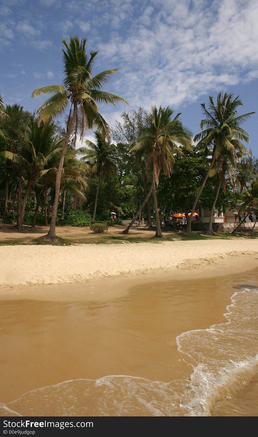 Palm trees on a tropica beach. Palm trees on a tropica beach