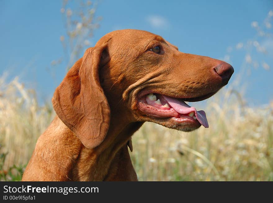 Adult Vizsla Dog Portrait