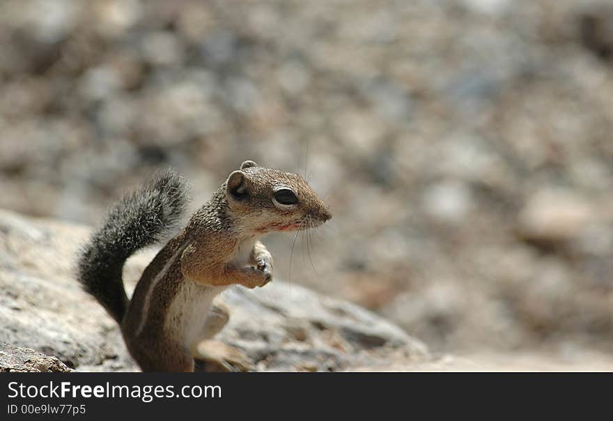 Rock Squirrel