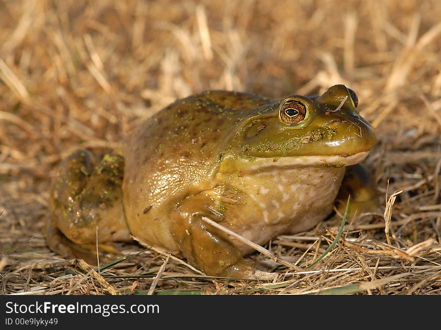 Bullfrog