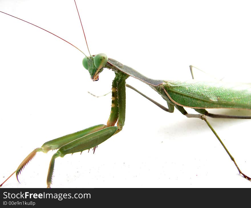 Grasshopper macro isolated by white background