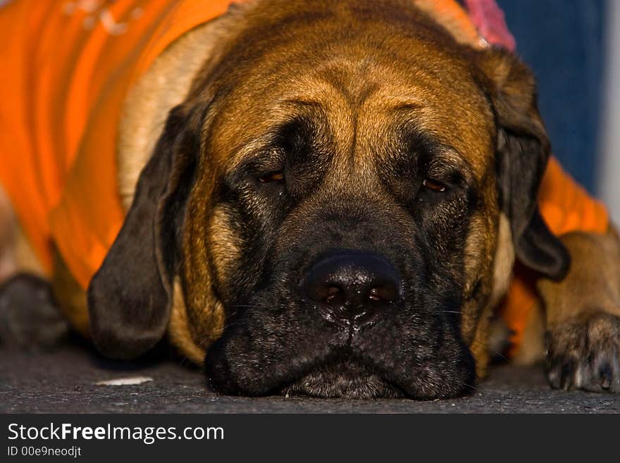 English Mastiff laying on the floor, almost falling asleep.