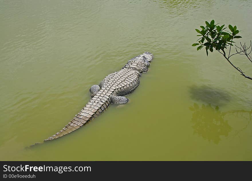 Sunning alligator