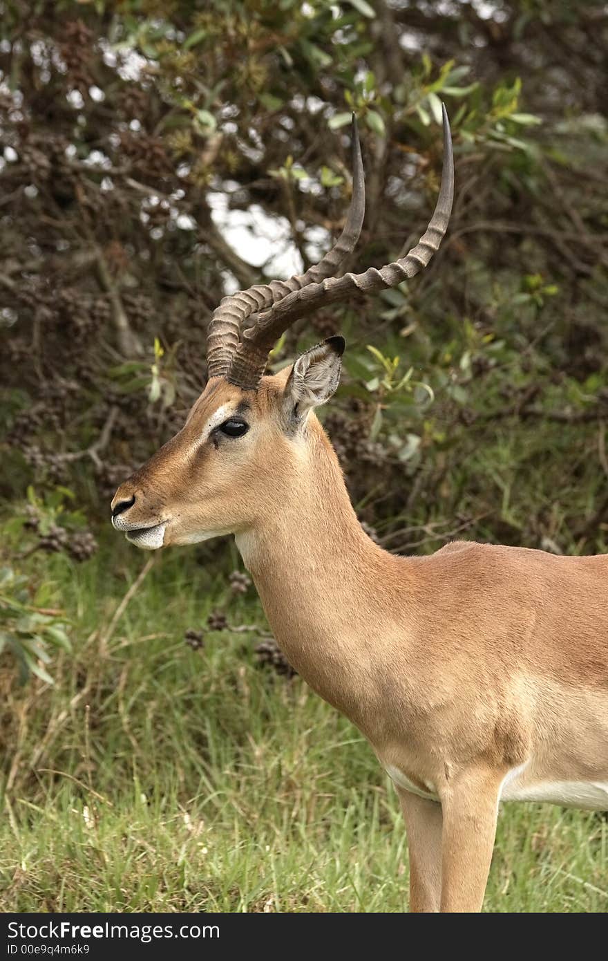 Impala Standing