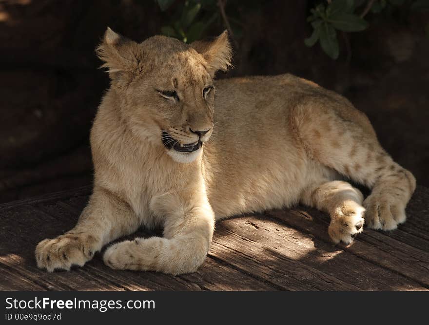 Lion cub lying in the shade