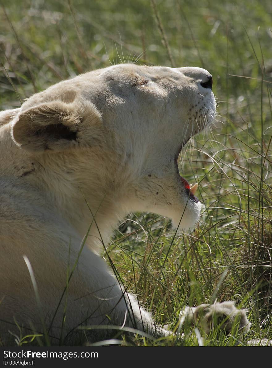 White Lion Roaring