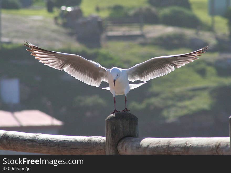 A hartlaubs gull landing on a fence post at the old harbour in Hermanus South Africa. A hartlaubs gull landing on a fence post at the old harbour in Hermanus South Africa.