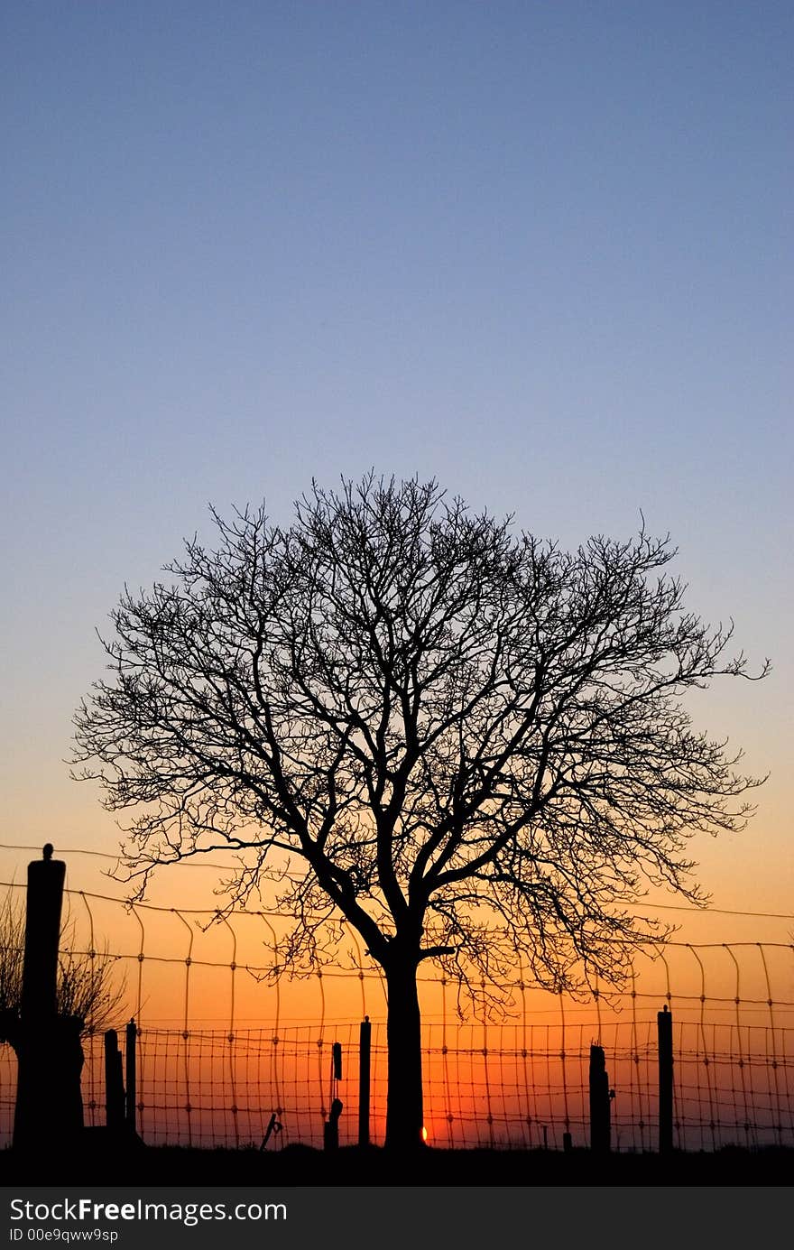 Sunset with backlit tree on the horizon. Sunset with backlit tree on the horizon