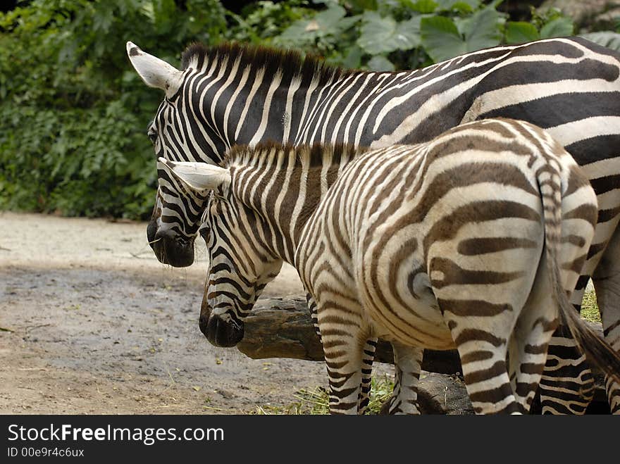 Zebra & child