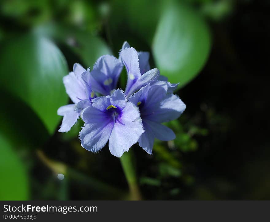 Purple color water lily