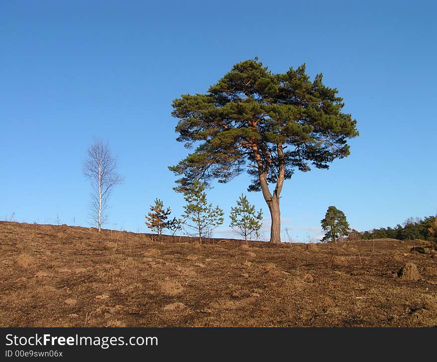 Lonely pine on a background of the sky. A spring sunny day. Lonely pine on a background of the sky. A spring sunny day