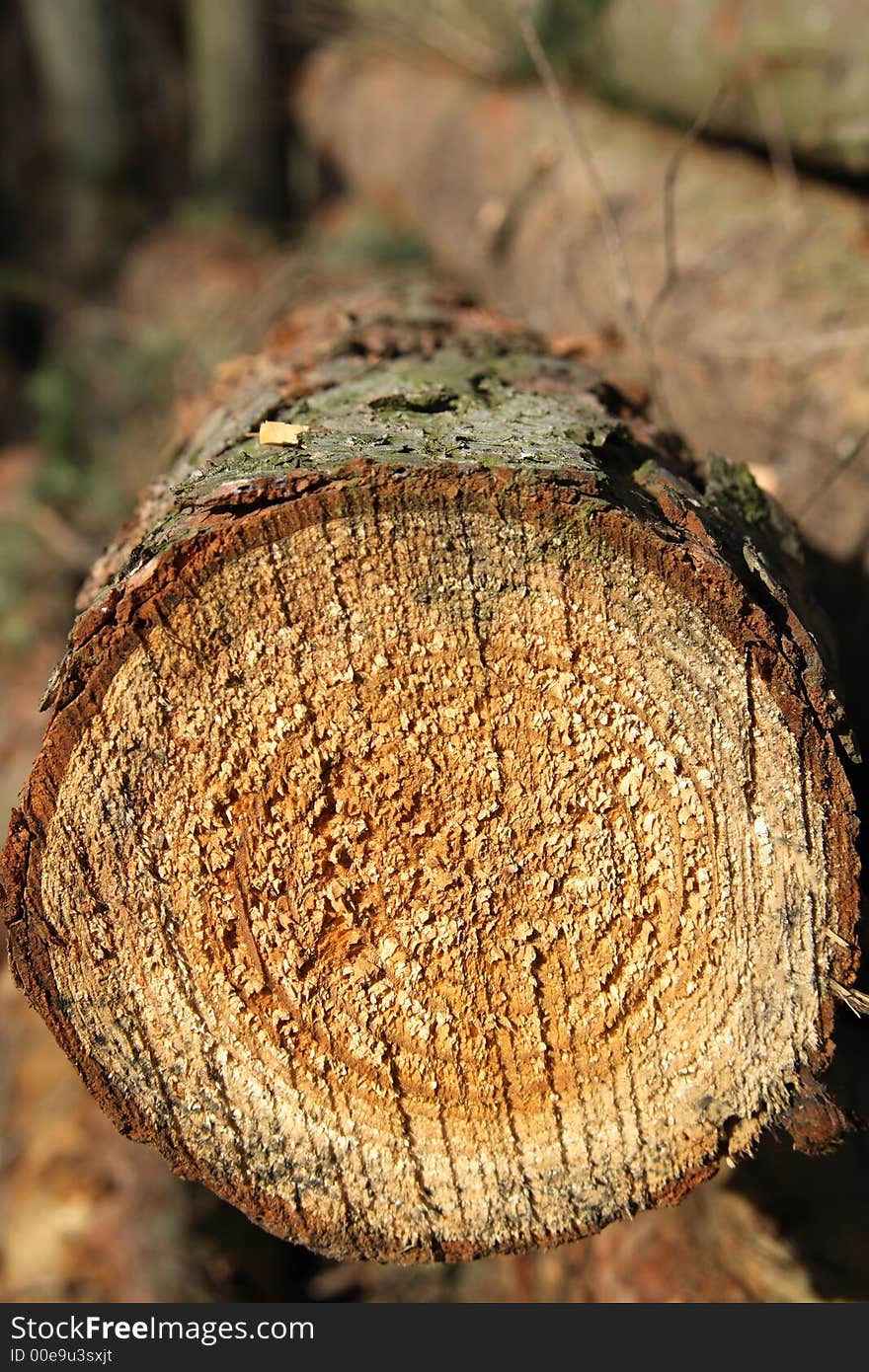 Man-made stack of logs