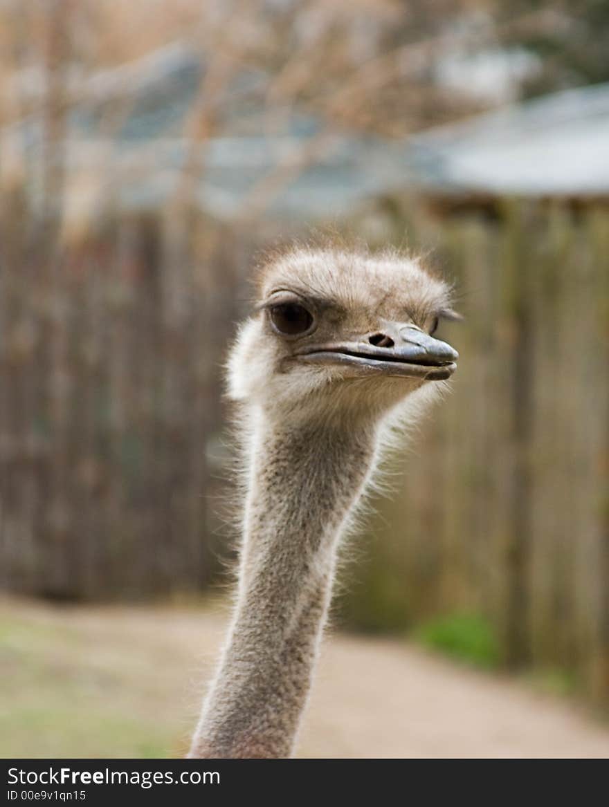 Surprised but curious look of ostrich