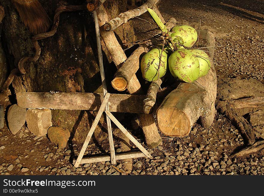 A bunch of coconuts sitting in the tree chair. A bunch of coconuts sitting in the tree chair