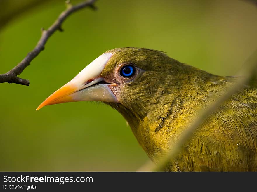 Yellow/green Bird