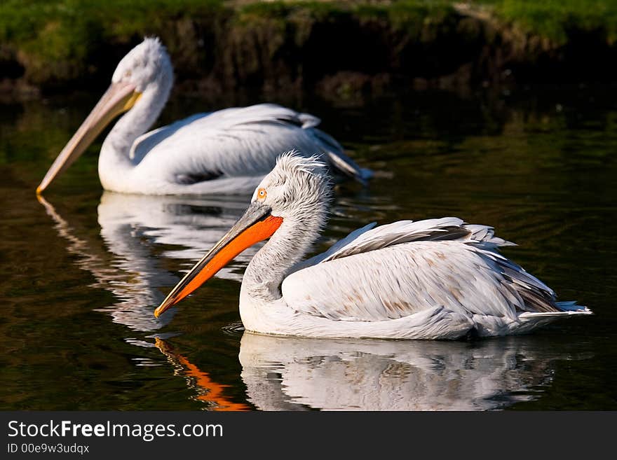 Pelicans On The Water