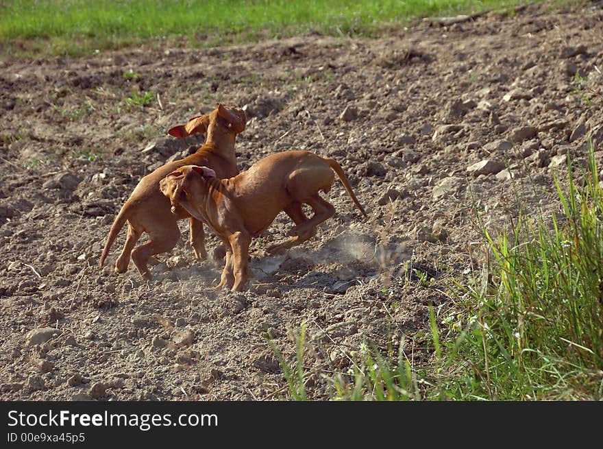 Two very young hungarian vizsla dogs playing in the dry dusty plowed field. Two very young hungarian vizsla dogs playing in the dry dusty plowed field.