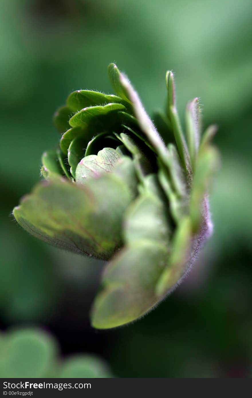 A plant growing and unfolding with a low Depth of field. A plant growing and unfolding with a low Depth of field