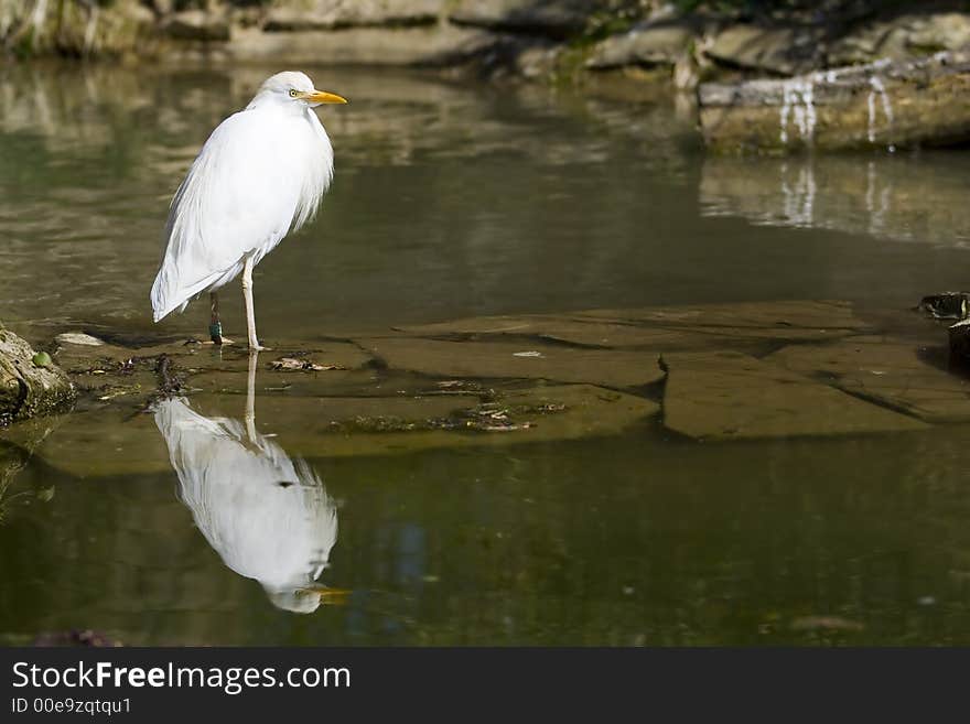 The cattle egret standing in water