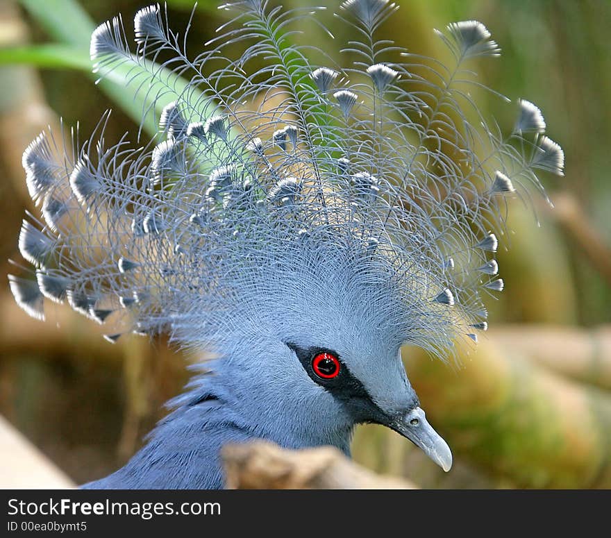 Victoria Crowned Pigeon 2