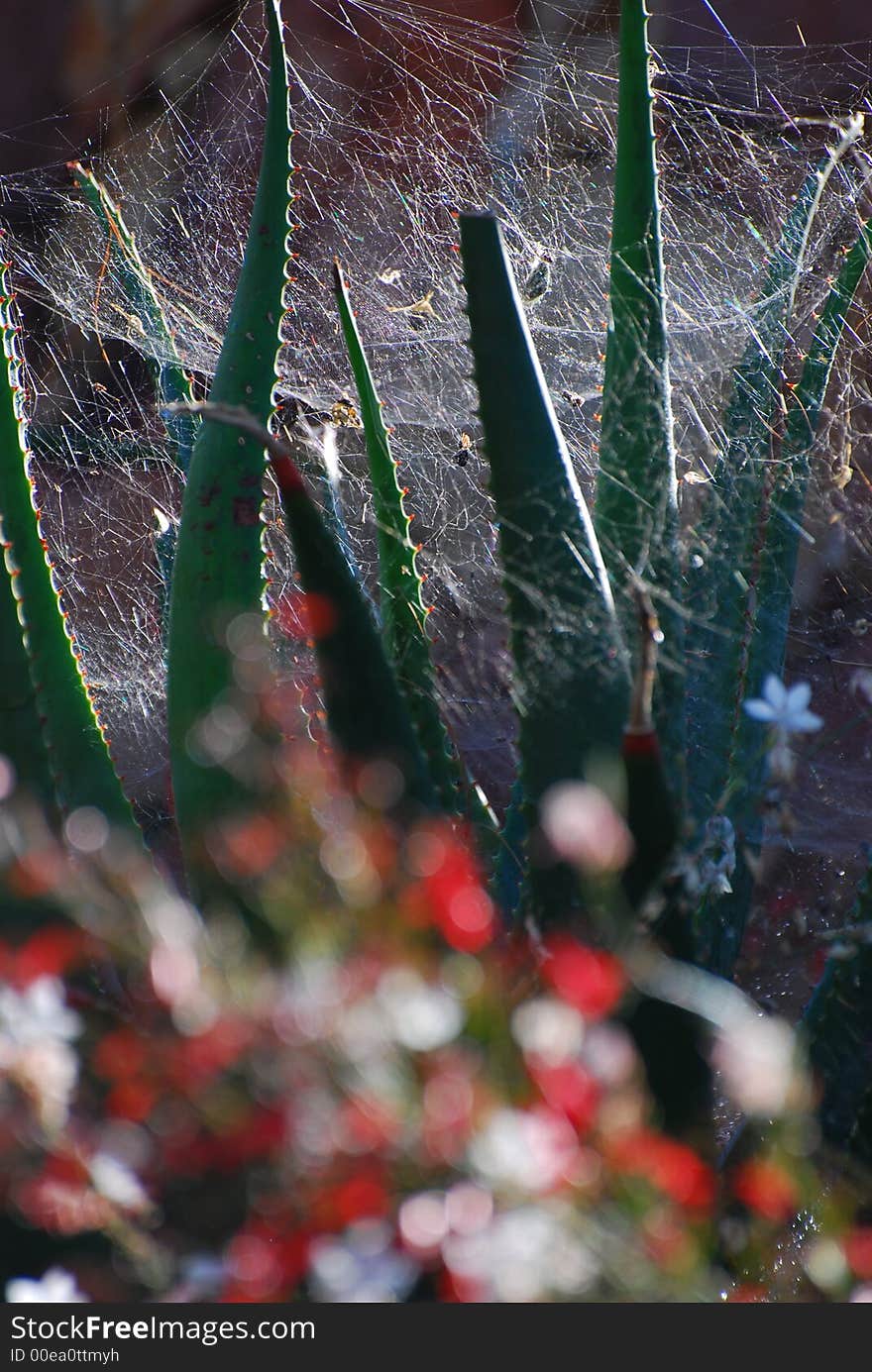 Spiderweb entwined in Aloe Plant. Spiderweb entwined in Aloe Plant