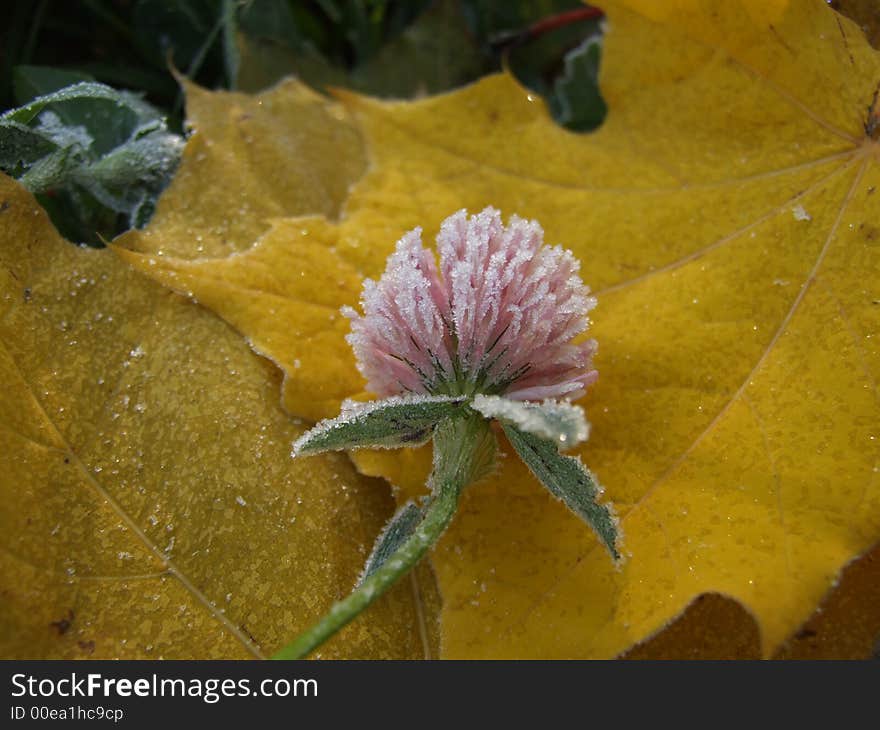 saccharine  frozen clover