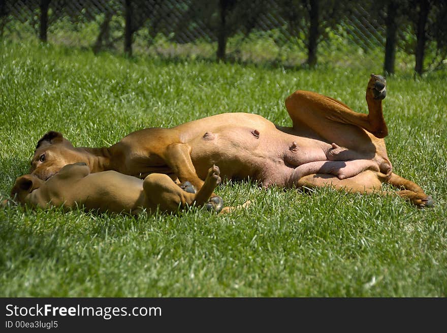 Hungarian Vizsla tending her little puppy with motherly care. Hungarian Vizsla tending her little puppy with motherly care.