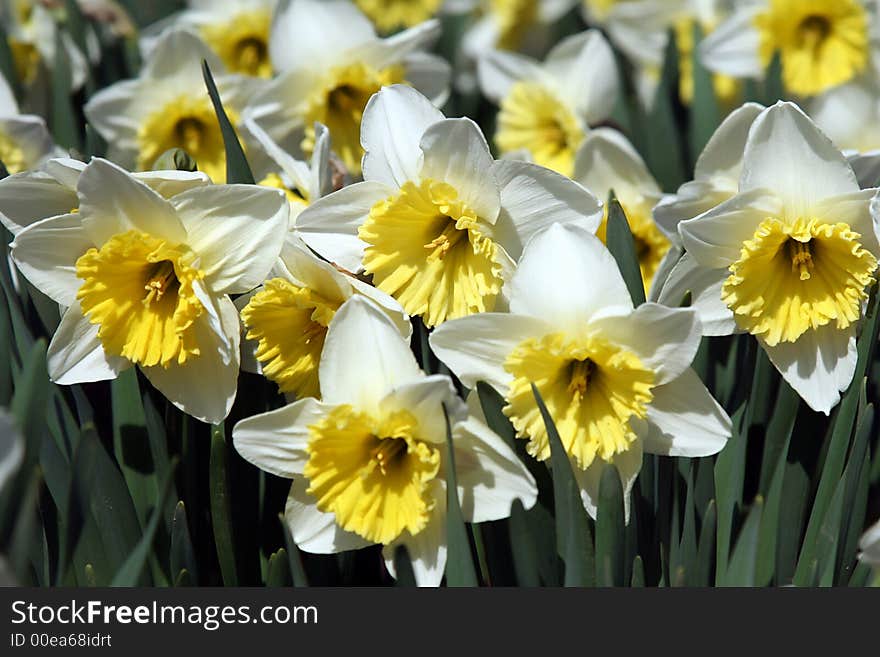 Closeup of white daffodils