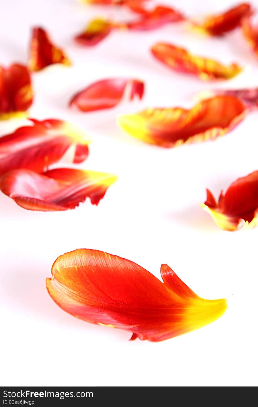 Photo of beautiful red tulip leafs