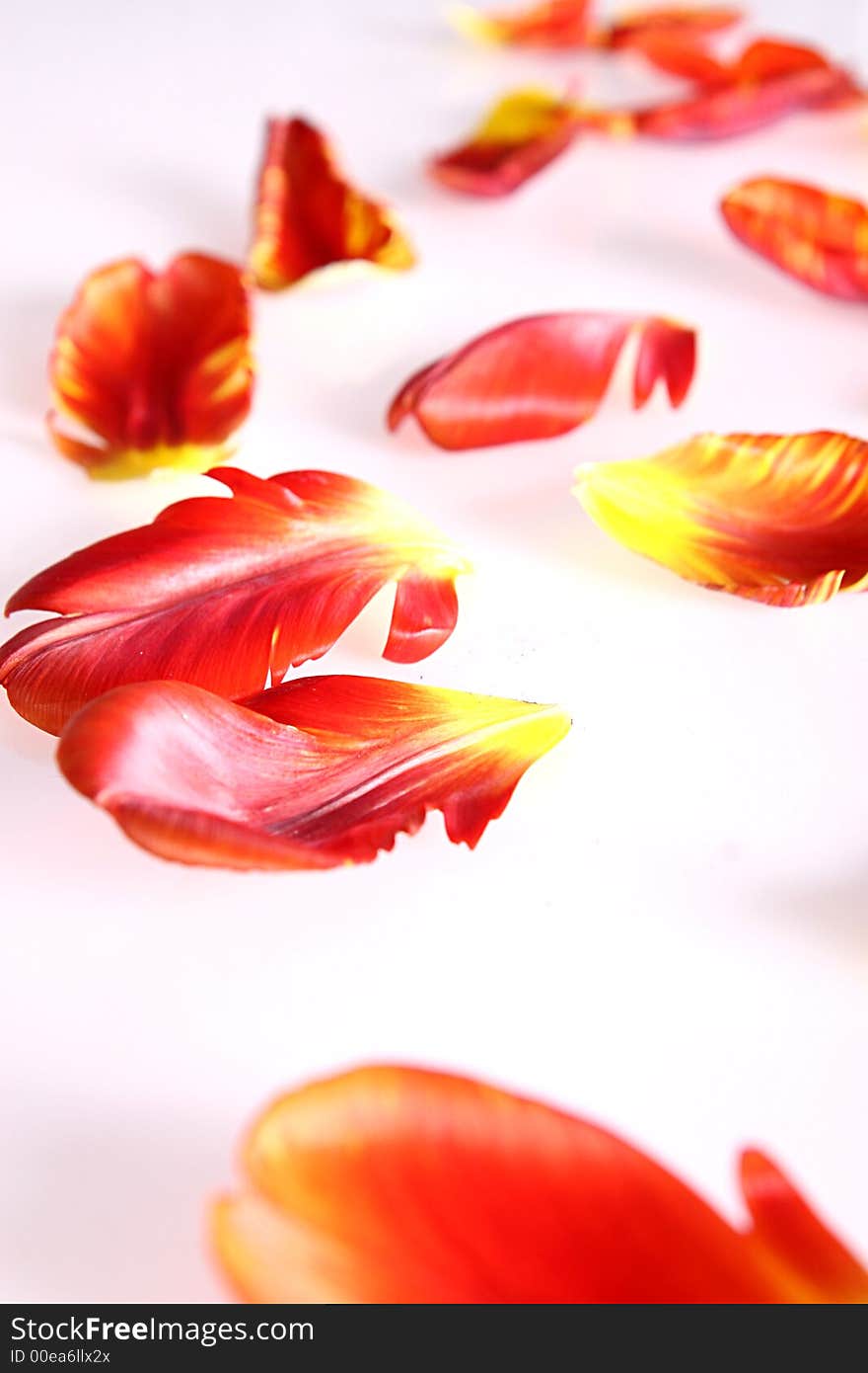 Photo of beautiful red tulip leafs