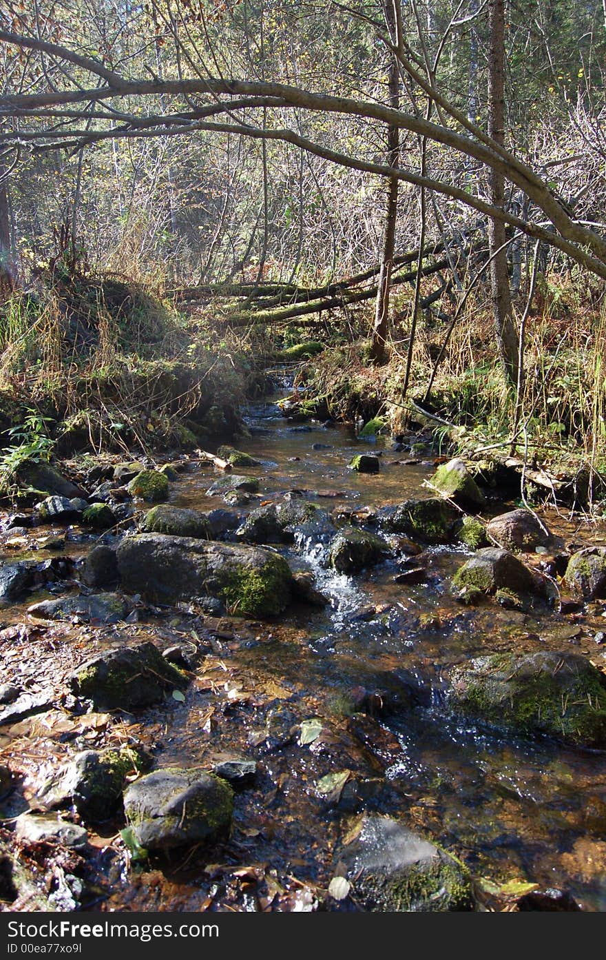 The Travellers Spring in a forest. The Travellers Spring in a forest