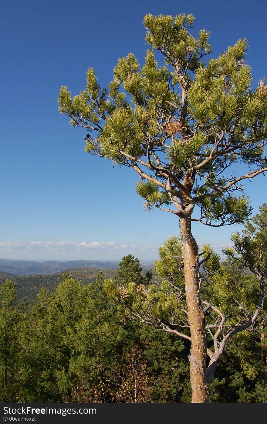 A blue sky tree