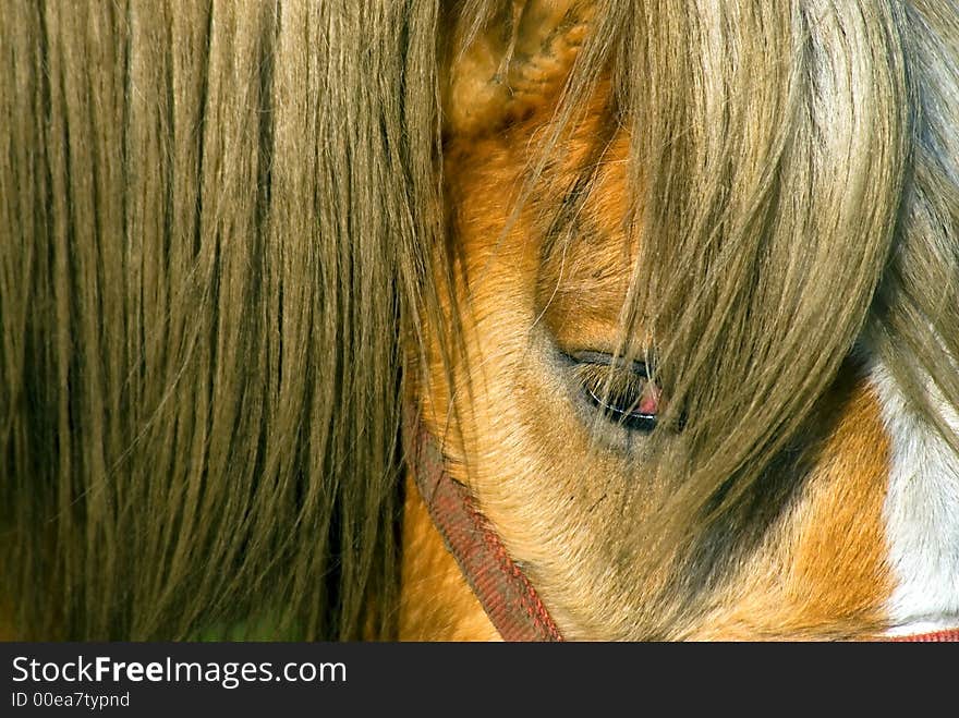 Close-up of the head of a horse, looking at the camera. Close-up of the head of a horse, looking at the camera