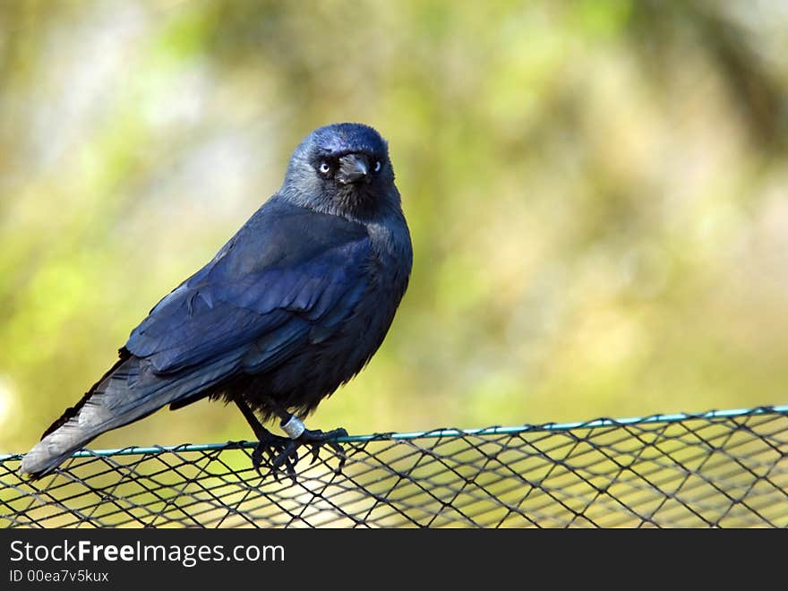 Blackbird resting on a fence and staring at the camera. Blackbird resting on a fence and staring at the camera