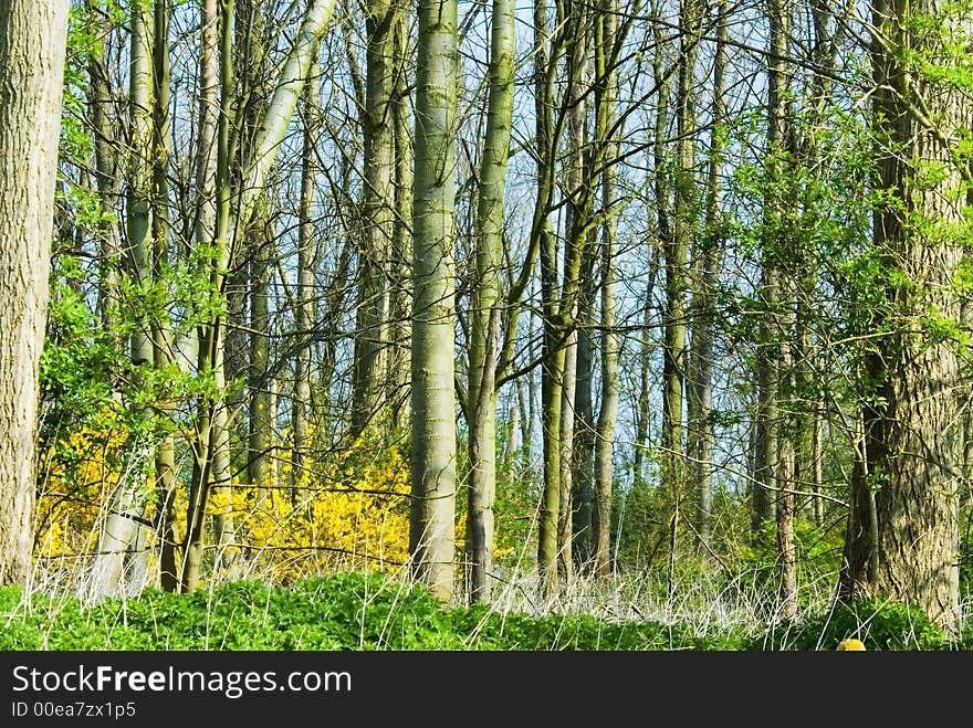 Colorful forest with a tree in front on the right