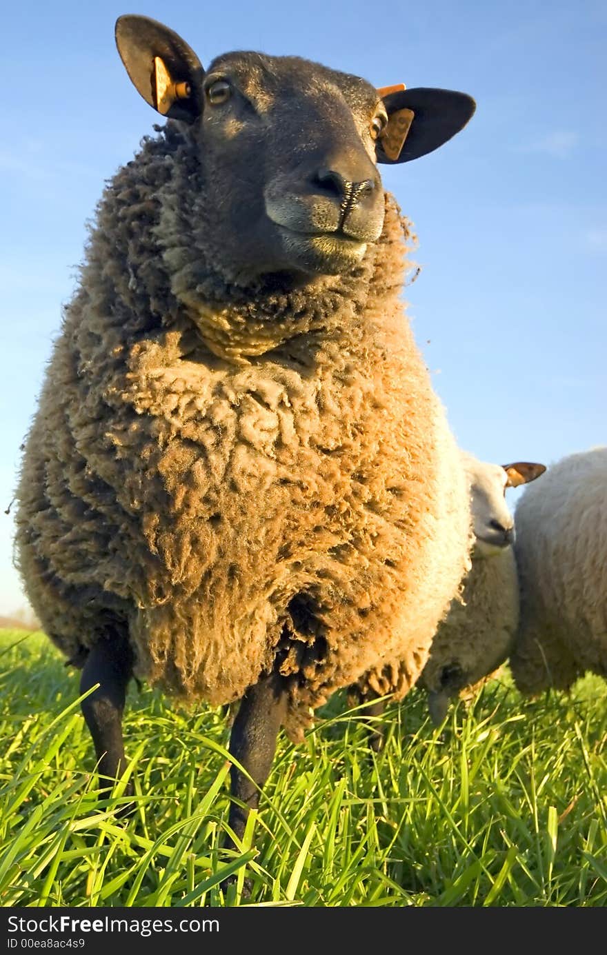 Sheep on grass with blue sky