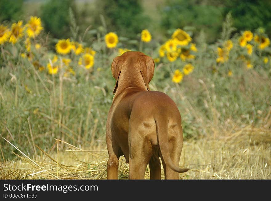 Vizslas Love Sunflowers