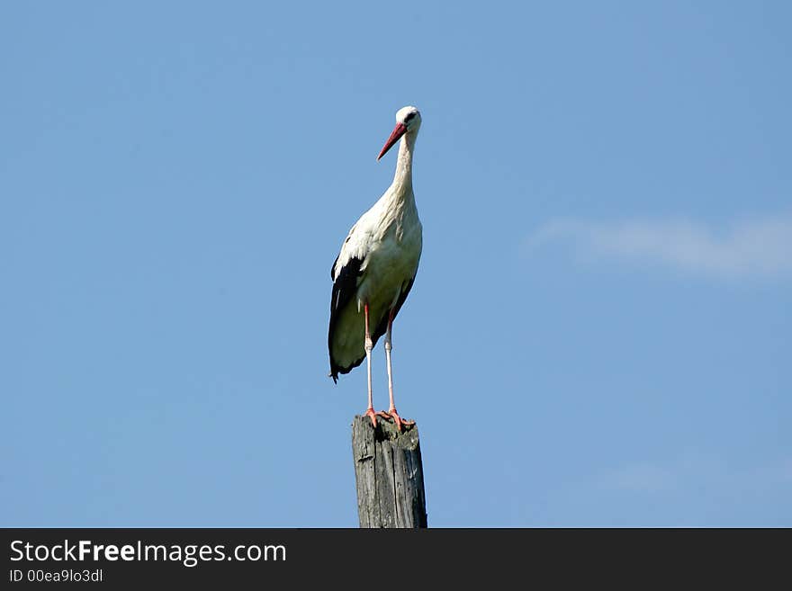 Stork On A Column