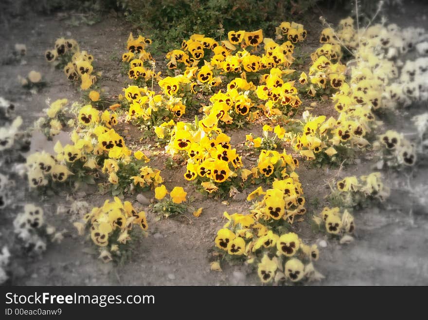 Romantic Pansy garden