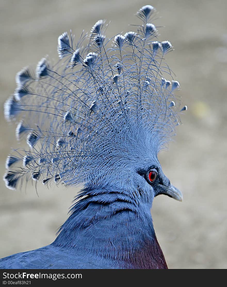 Victoria Crowned Pigeon 3