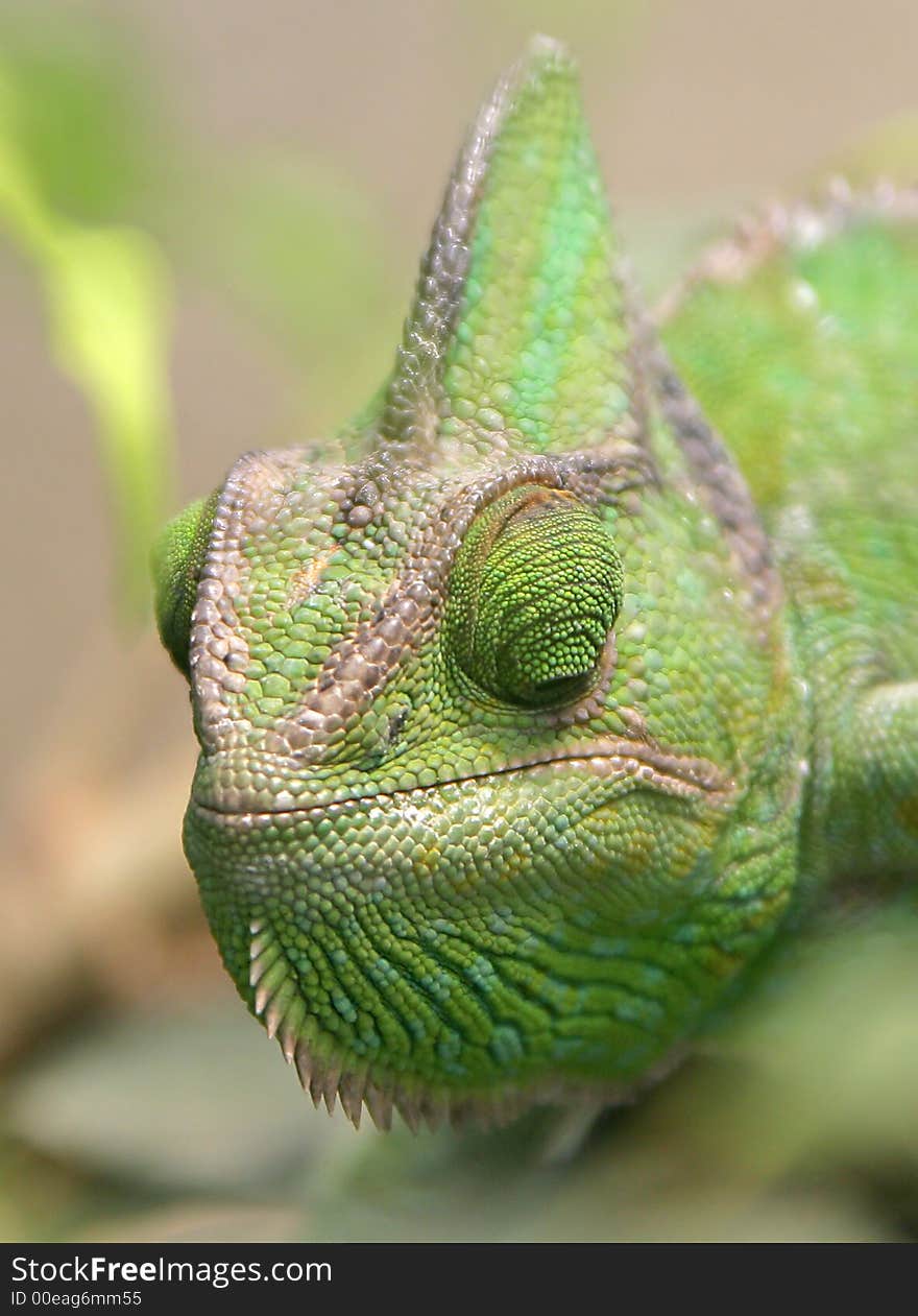 Chameleon 4