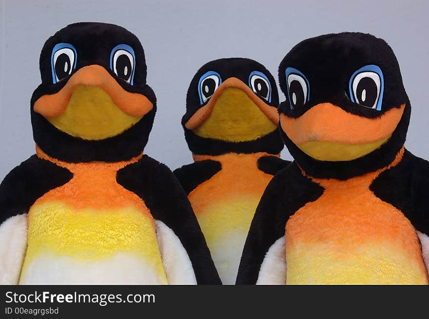 Portrait of three concert penguins on plain backdrop. Portrait of three concert penguins on plain backdrop